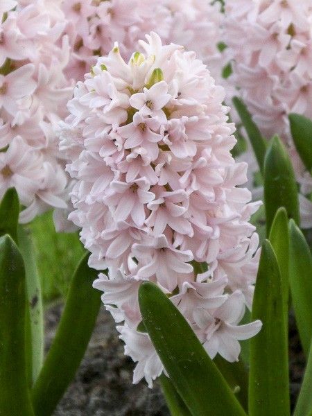 Jacinthe 'China Pink'