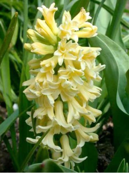 Jacinthe 'City of Harlem'