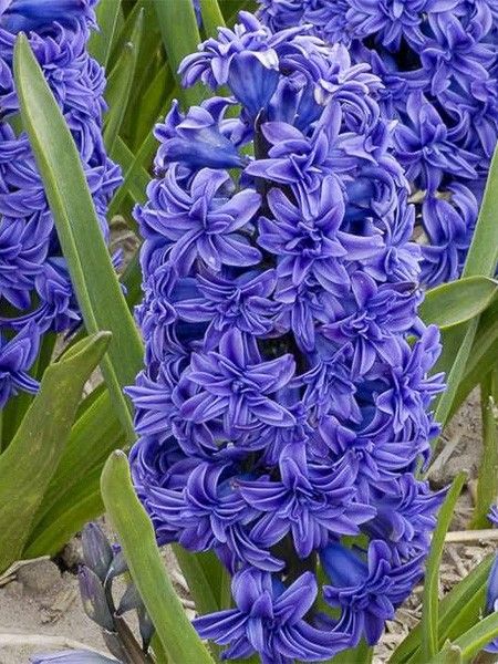 Jacinthe 'Crystal Palace'