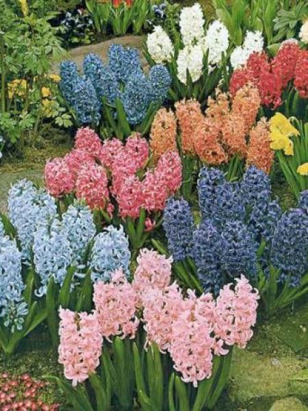 Jacinthe en mélange