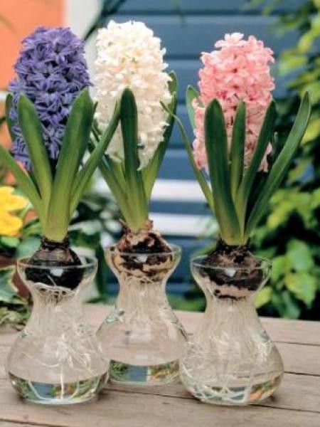 Jacinthe forcé en mélange