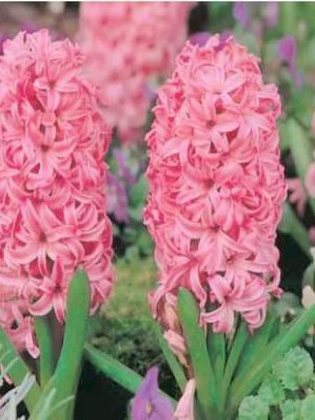 Jacinthe '-forcé rose-'