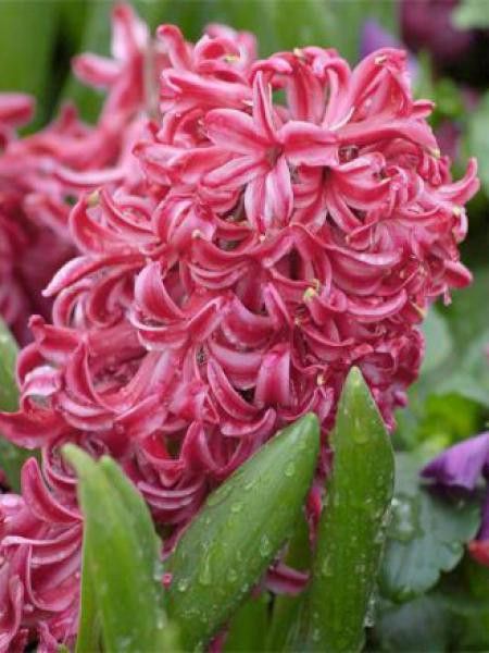 Jacinthe '-forcé rouge-'