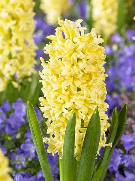 Jacinthe 'Gipsy Princess'