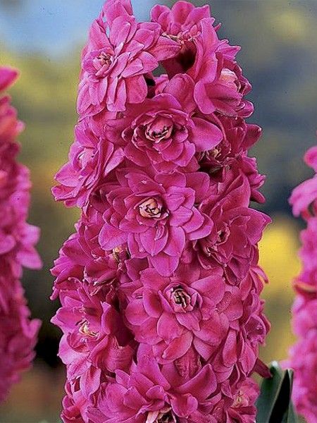 Jacinthe 'Hollyhock'
