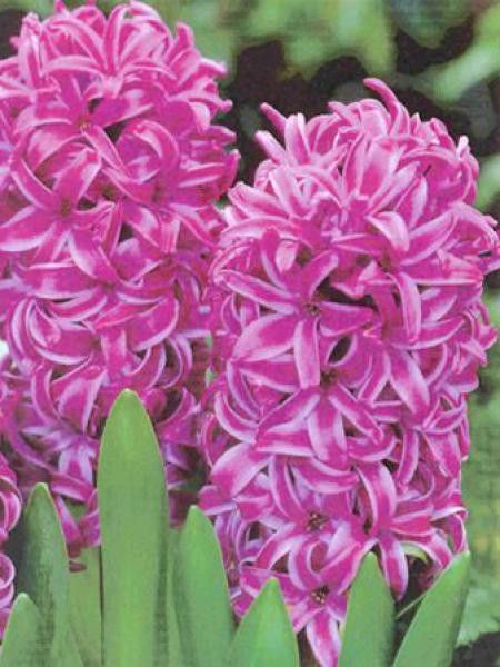 Jacinthe 'Marie'