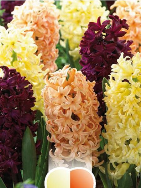 Jacinthe 'Oriental Blend'