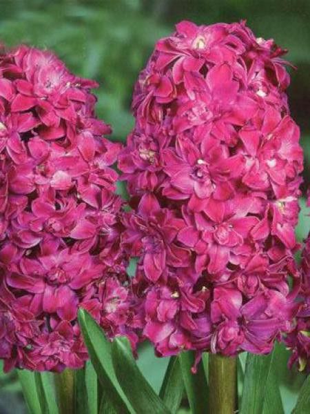 Jacinthe 'Red diamond'