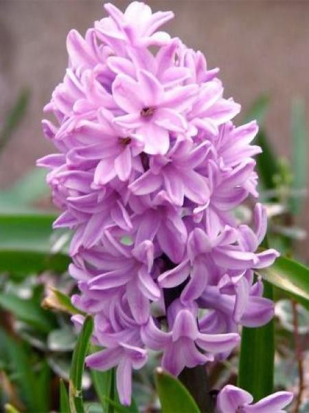 Jacinthe 'Splendid Cornelia'