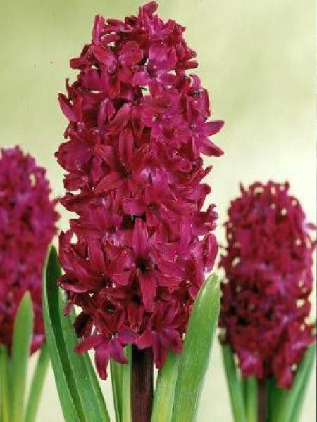 Jacinthe 'Woodstock'®