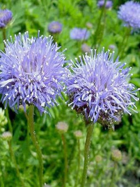 Jasione laevis 'Blaulicht'