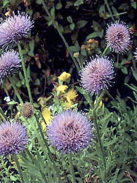 Jasione laevis 