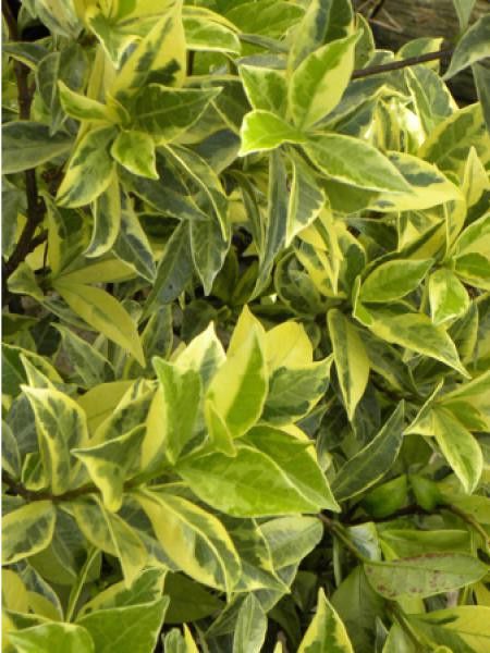 Jasmin étoilé 'Sun Lover®'