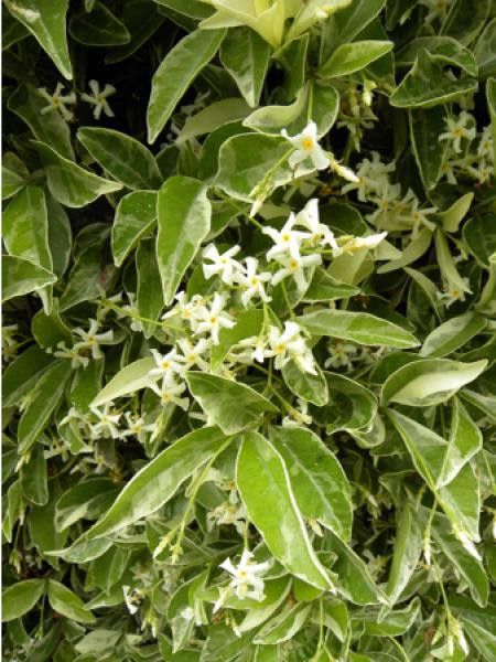 Jasmin étoilé 'Variegata'