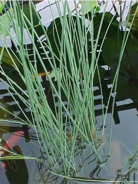 Jonc glauque, Jonc des jardiniers