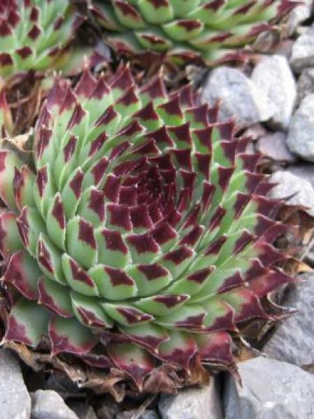 Joubarbe du calcaire