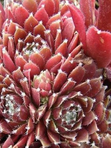 Joubarbe 'Silberkarneol'