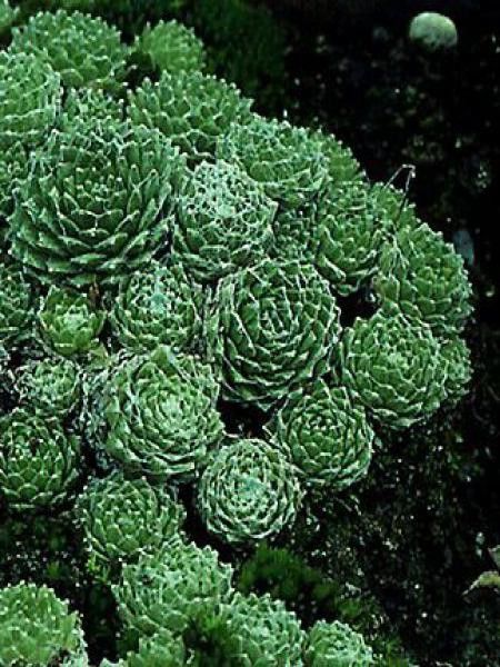 Joubarbe toile d'araignée