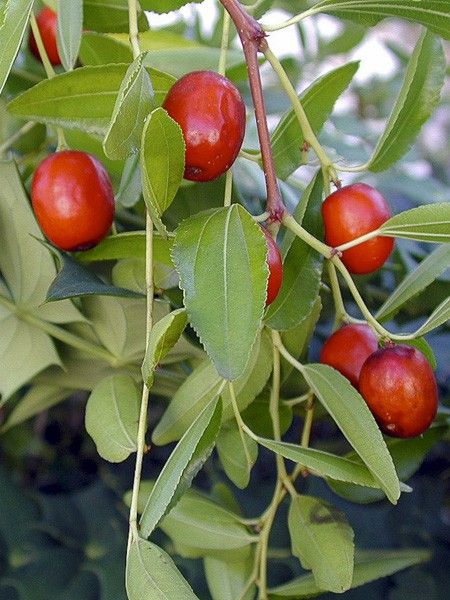 Jujubier commun, dattier chinois