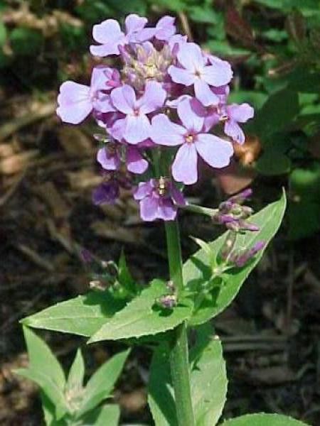 Julienne des jardins