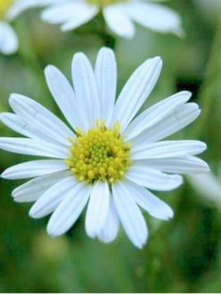 Kalimeris incisa 'Alba'