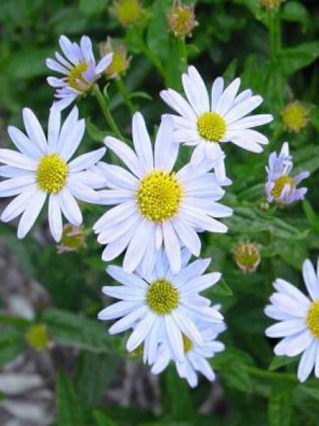 Kalimeris incisa 'Blue Star'