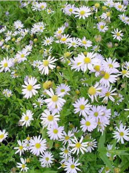 Kalimeris incisa 'Charlotte'