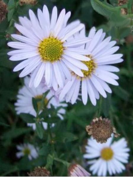 Kalimeris incisa 'Madiva'