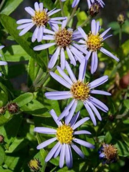 Kalimeris incisa 'Nana Blue'