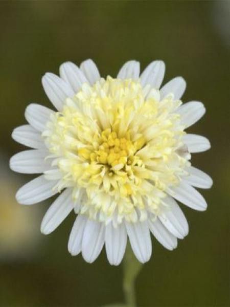 Kalimeris pinnatifida 'Var. Hortensis'