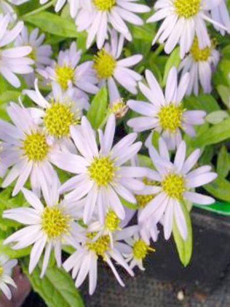 Kalimeris yamena 'Shogun'