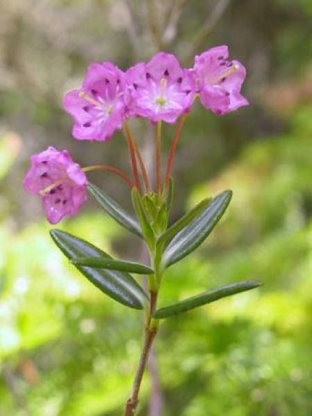 Kalmia polifolia 