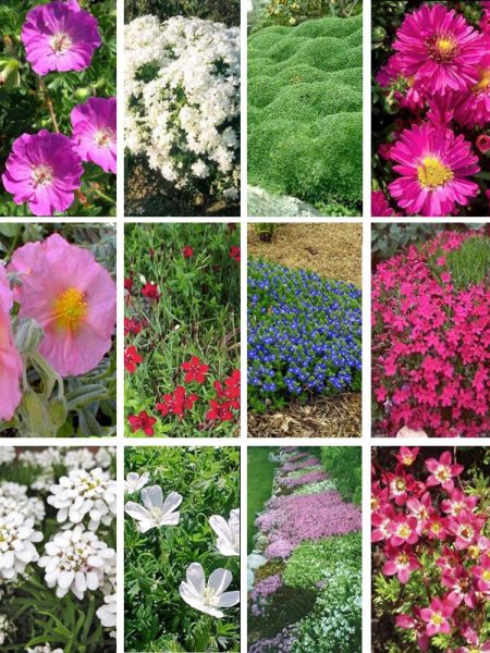 Kit de vivaces pour rocaille