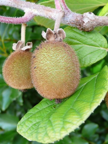Kiwi 'Hayward'