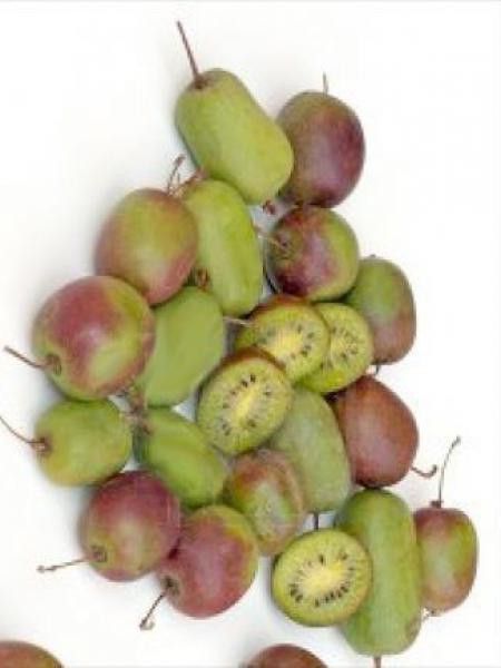 Kiwi, Kiwai 'Bayern'
