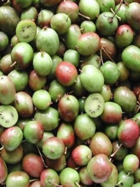 Kiwi, Kiwai 'Geneva'