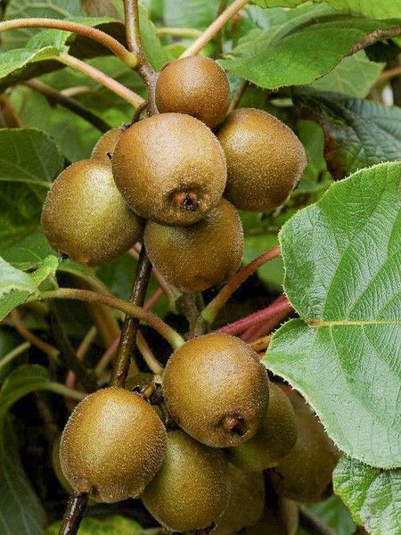 Kiwi 'Minkigold'