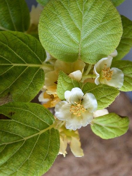 Kiwi 'Minkimale'