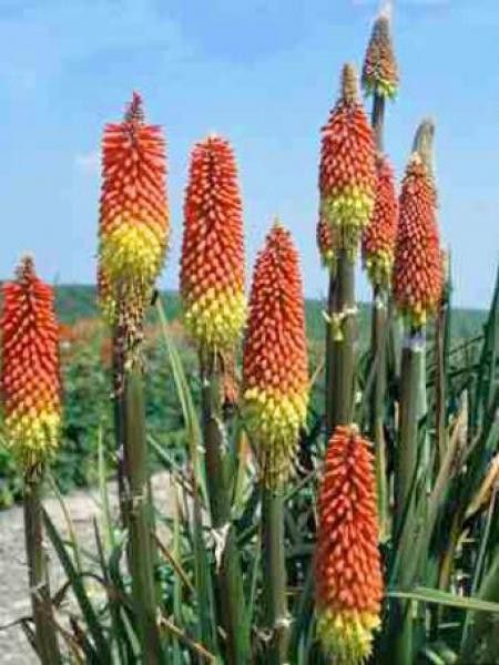 Kniphofia caulescens 