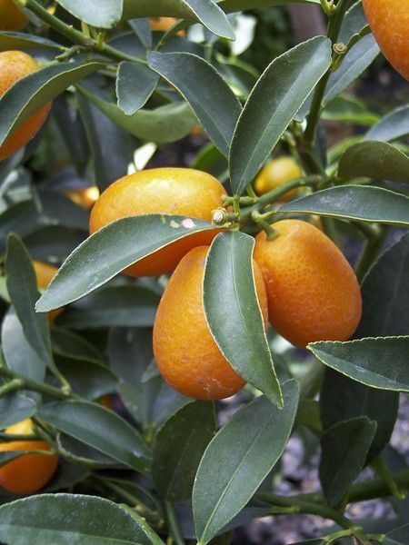 Kumquat à fruits ovales