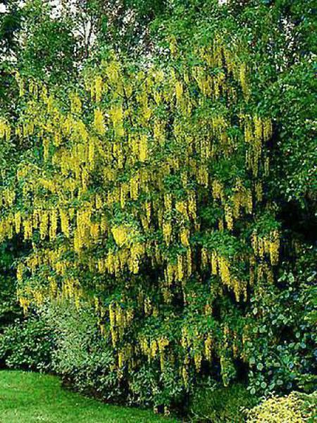Laburnum alpinum 'Pendulum'