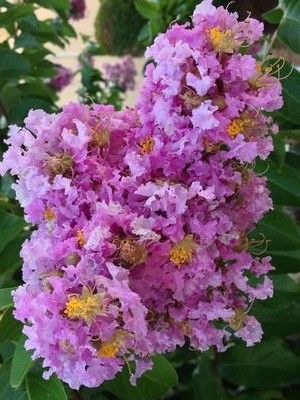 Lagerstroemia speciosa 'Violet'