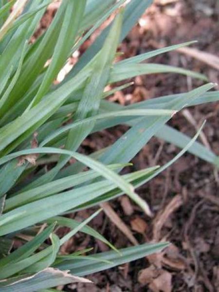 Laîche 'Bunny blue'