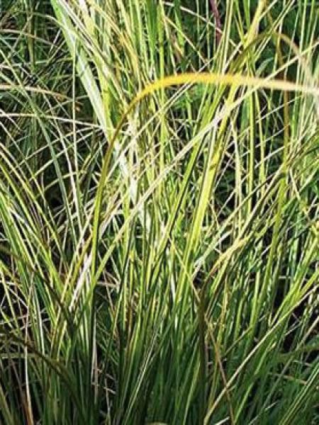 Laîche calotides