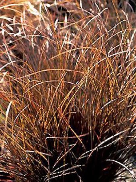 Laîche comans 'Kupferflamme'