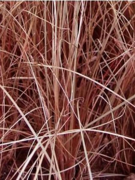 Laîche comans 'Little Red'