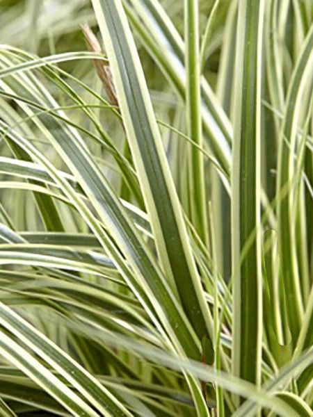 Laîche d'Oshima 'Evercream'