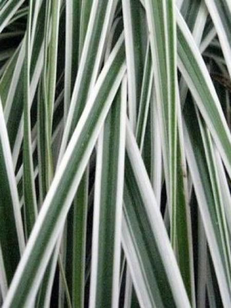 Laîche d'Oshima 'Everest'