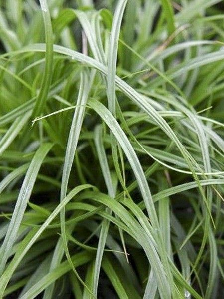 Laîche d'Oshima 'Evergreen'