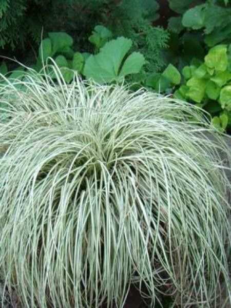 Laîche d'Oshima 'Ice Cream'